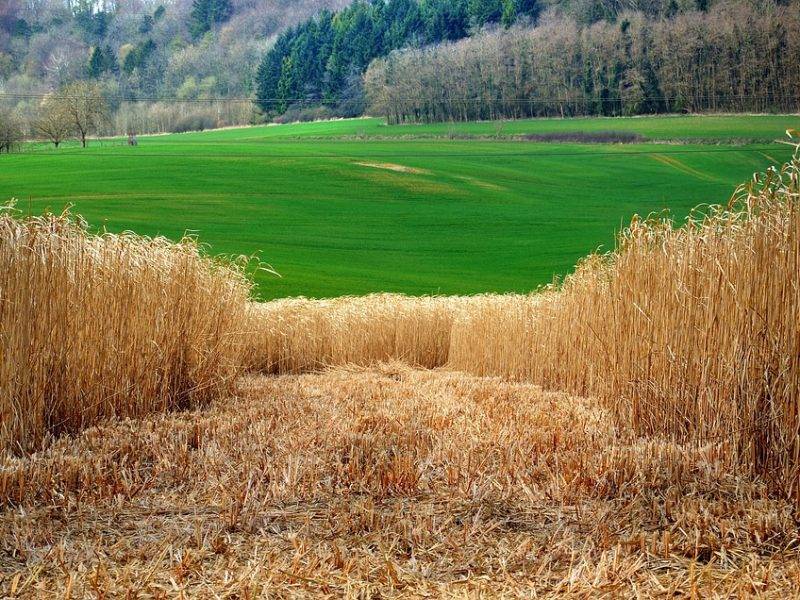 Les avantages de l’écologie éthique pour l’environnement, la société et l’entreprise elle-même